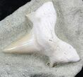 Otodus Shark Tooth Fossil - Mounted On Sandstone #26663-1